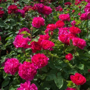 Deep Red Pink Rose Plant Live - Fragrant Flowering Bush, 4-6 Inch Tall - Image 3