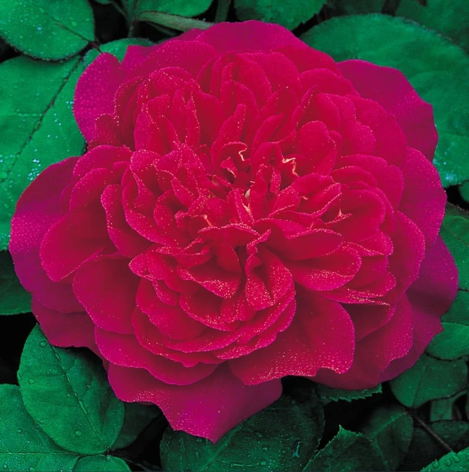 Deep Red Pink Rose Plant Live - Fragrant Flowering Bush, 4-6 Inch Tall - Image 4