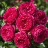Deep Red Pink Rose Plant Live - Fragrant Flowering Bush, 4-6 Inch Tall - Image 1