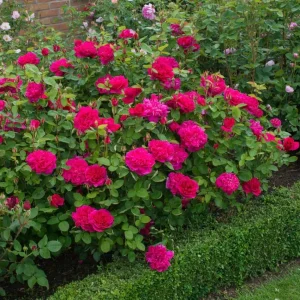 Deep Red Pink Rose Plant Live - Fragrant Flowering Bush, 4-6 Inch Tall - Image 6