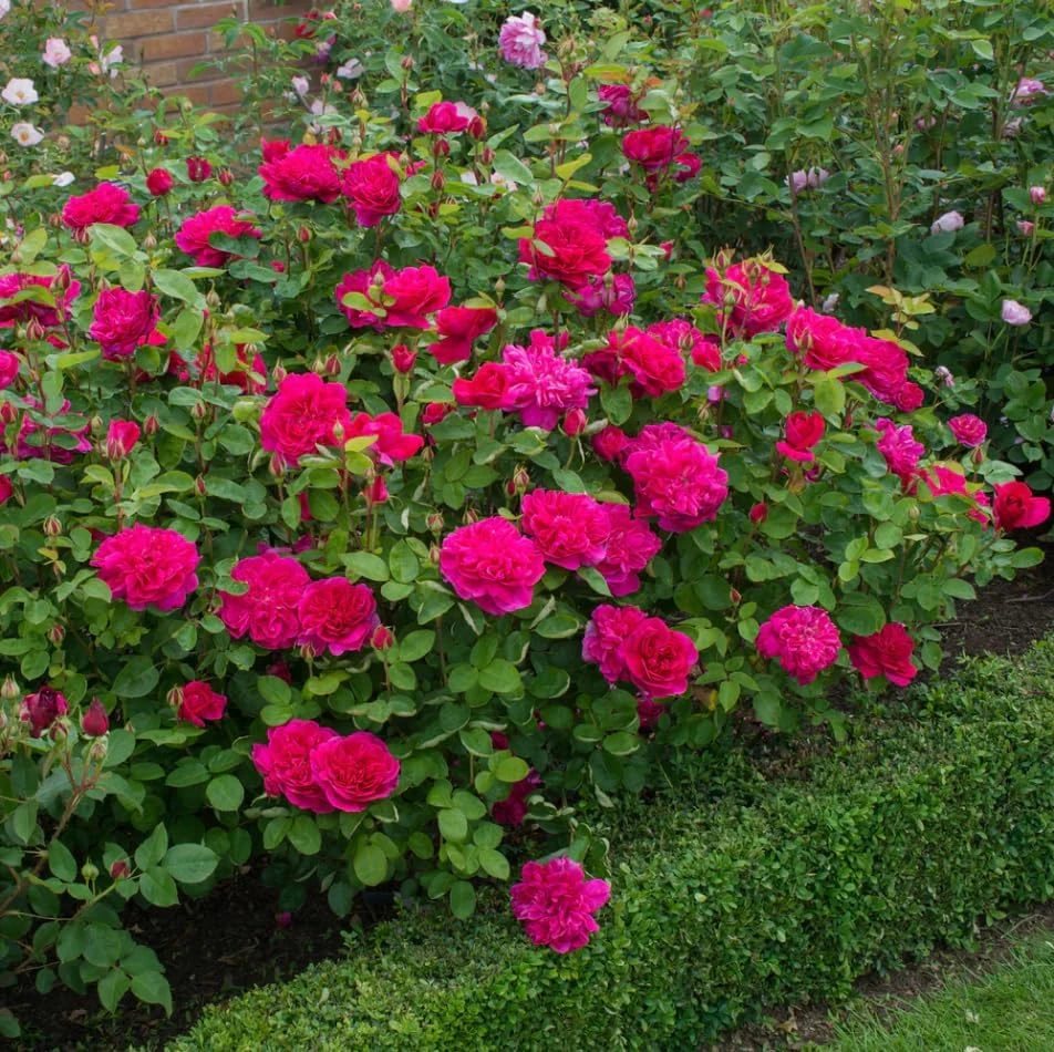 Deep Red Pink Rose Plant Live - Fragrant Flowering Bush, 4-6 Inch Tall - Image 6
