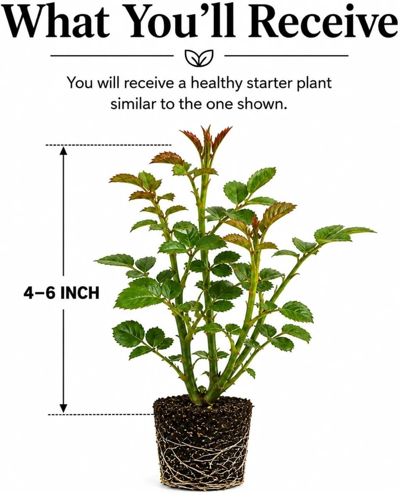 Deep Red Pink Rose Plant Live - Fragrant Flowering Bush, 4-6 Inch Tall - Image 7