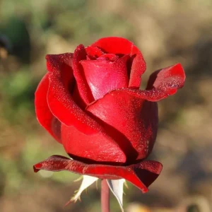 Don Juan Climbing Rose Plant - Fragrant Red Rose Bush, 4-6 Inch Tall - Image 2