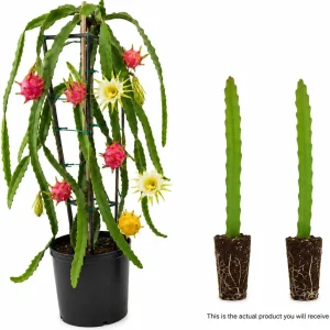 Dragon Fruit Live Plants - Set of 2, 3-6 Inch Tropical Cactus Starters for Outdoor Garden - Image 3