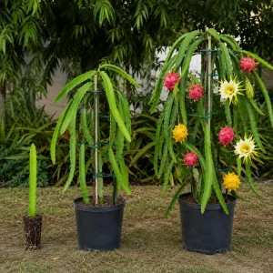 Dragon Fruit Live Plants - Set of 2, 3-6 Inch Tropical Cactus Starters for Outdoor Garden - Image 5