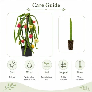 Dragon Fruit Live Plants - Set of 2, 3-6 Inch Tropical Cactus Starters for Outdoor Garden - Image 6