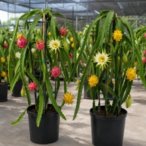 Dragon Fruit Live Plants - Set of 2, 3-6 Inch Tropical Cactus Starters for Outdoor Garden - Image 7