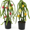 Dragon Fruit Live Plants - Set of 2, 3-6 Inch Tropical Cactus Starters for Outdoor Garden - Image 1