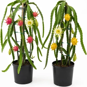 Dragon Fruit Live Plants - Set of 2, 3-6 Inch Tropical Cactus Starters for Outdoor Garden - Image 1