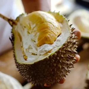 Durian Live Fruit Tree (Durio zibethinus) - 10-12 inches Tall Plant - Image 2
