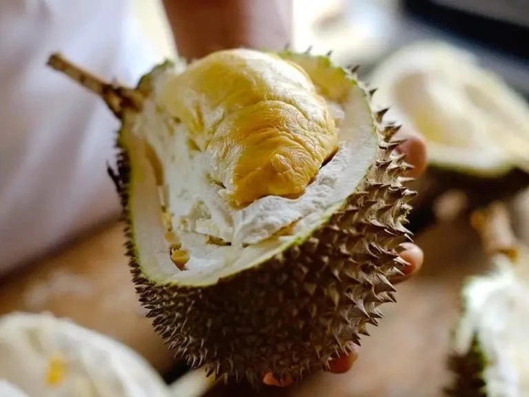 Durian Live Fruit Tree (Durio zibethinus) - 10-12 inches Tall Plant - Image 2
