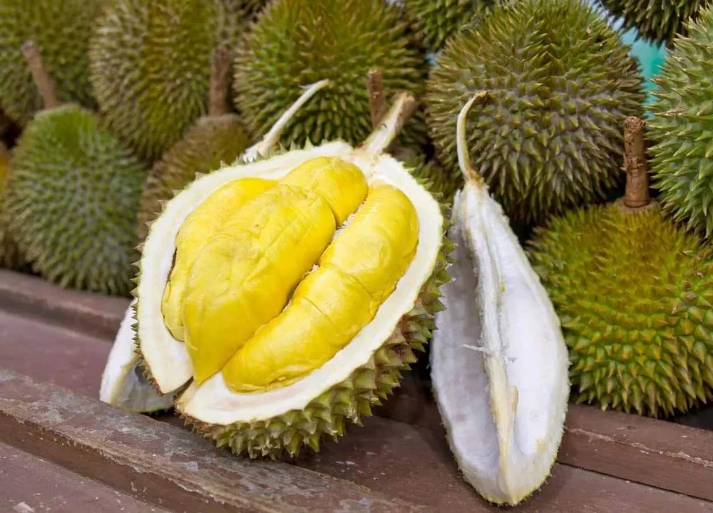 Durian Live Fruit Tree (Durio zibethinus) - 10-12 inches Tall Plant - Image 4