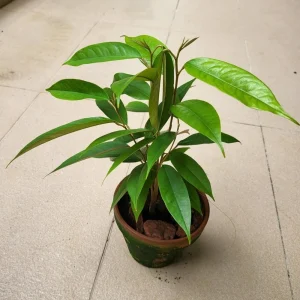 Durian Live Fruit Tree (Durio zibethinus) - 10-12 inches Tall Plant - Image 5