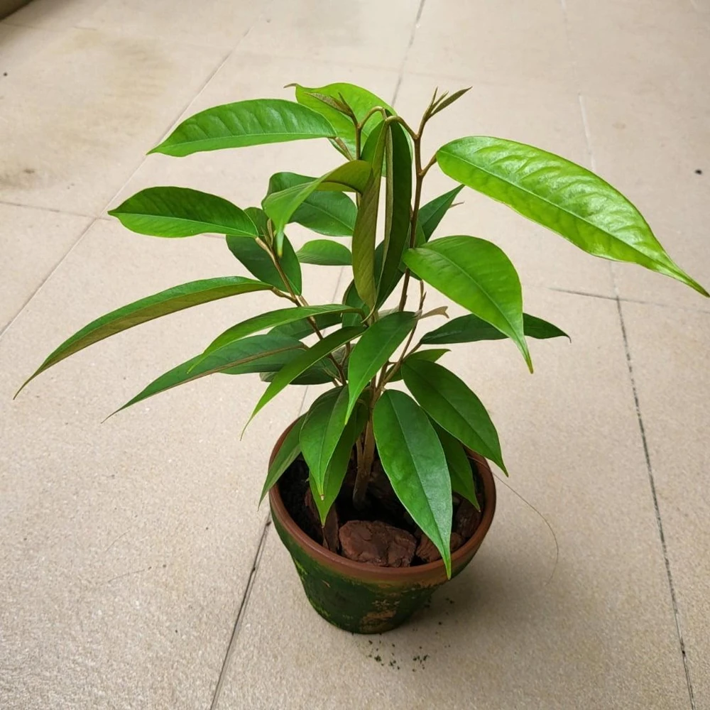 Durian Live Fruit Tree (Durio zibethinus) - 10-12 inches Tall Plant - Image 5