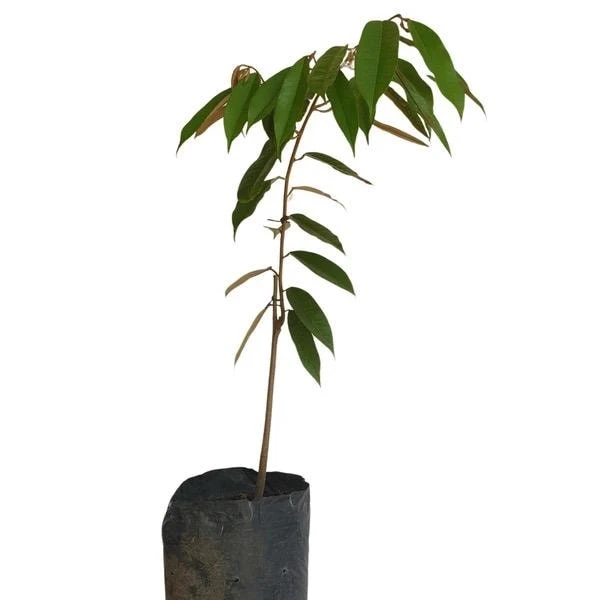 Durian Live Fruit Tree (Durio zibethinus) - 10-12 inches Tall Plant - Image 6