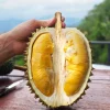 Durian Live Fruit Tree (Durio zibethinus) - 10-12 inches Tall Plant - Image 1