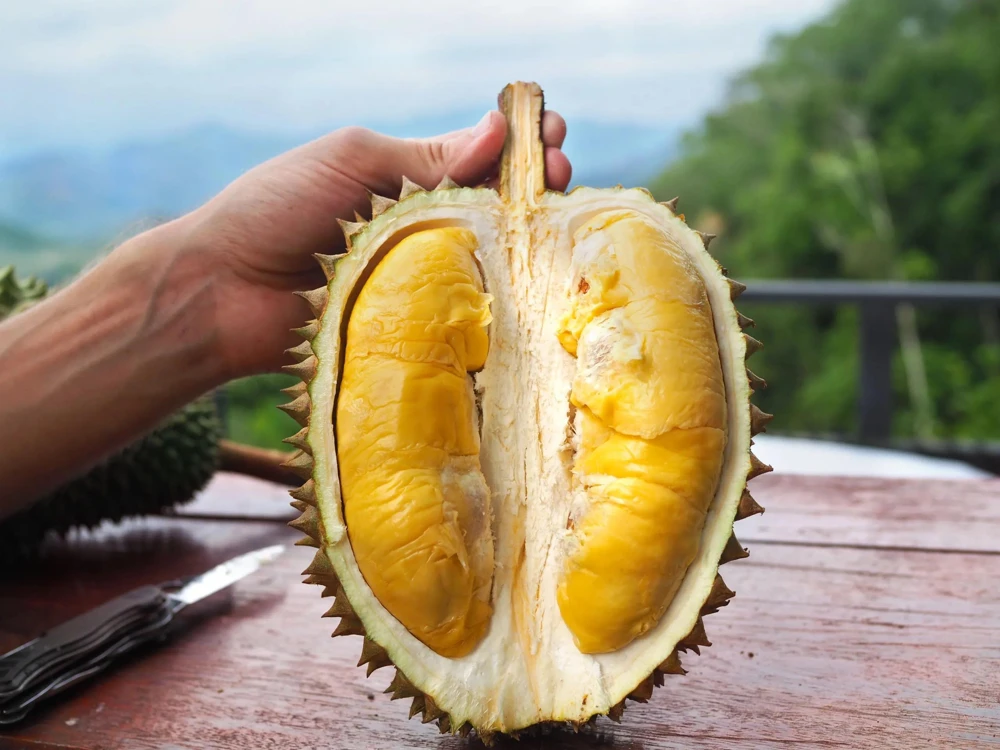 Durian Live Fruit Tree (Durio zibethinus) - 10-12 inches Tall Plant - Image 1