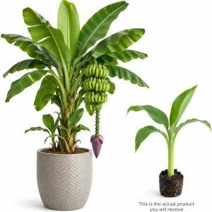 Dwarf Cavendish Banana Live Plant, 4-7 Inch Tropical Starter, Indoor/Outdoor - Image 3