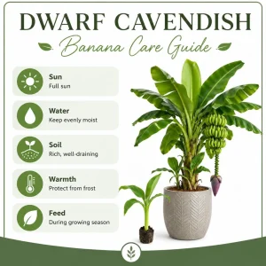 Dwarf Cavendish Banana Live Plant, 4-7 Inch Tropical Starter, Indoor/Outdoor - Image 5