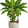 Dwarf Cavendish Banana Live Plant, 4-7 Inch Tropical Starter, Indoor/Outdoor - Image 1