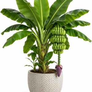 Dwarf Cavendish Banana Live Plant, 4-7 Inch Tropical Starter, Indoor/Outdoor - Image 1