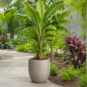 Dwarf Cavendish Banana Live Plant, 4-7 Inch Tropical Starter, Indoor/Outdoor - Image 6