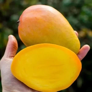 Edward Mango Tree Live Plant - Grafted, Early Fruiting, Sweet Flavor (2-3ft Tall) - Image 3