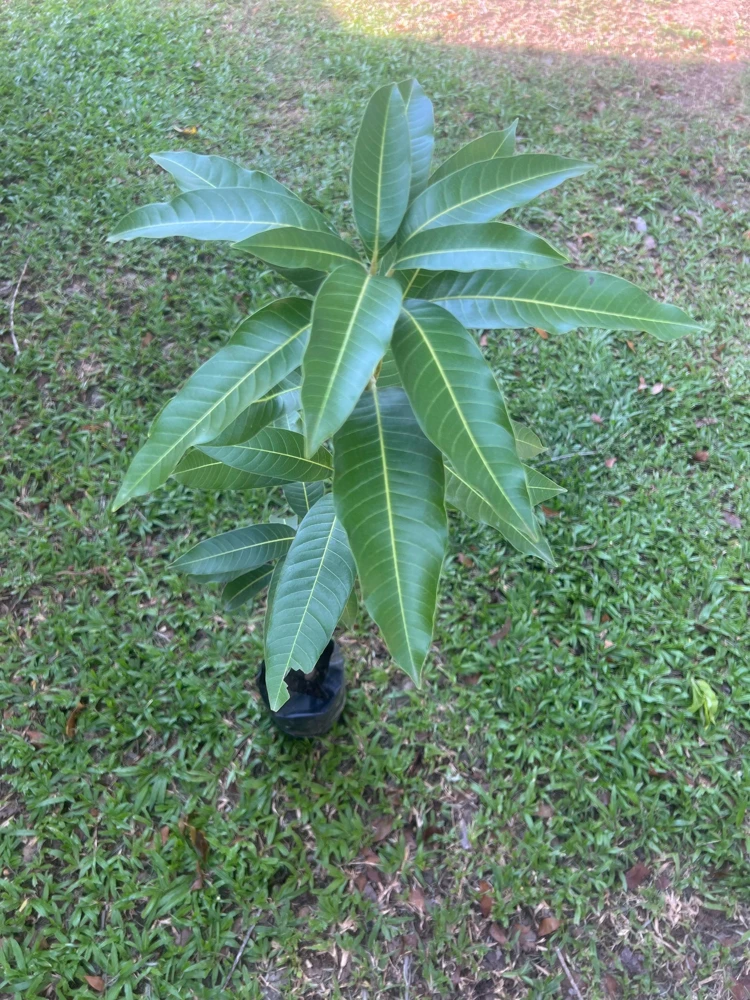 Edward Mango Tree Live Plant - Grafted, Early Fruiting, Sweet Flavor (2-3ft Tall) - Image 5