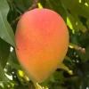 Edward Mango Tree Live Plant - Grafted, Early Fruiting, Sweet Flavor (2-3ft Tall) - Image 1