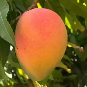 Edward Mango Tree Live Plant - Grafted, Early Fruiting, Sweet Flavor (2-3ft Tall) - Image 1