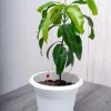 Edward Mango Tree Live Plant - Sweet Tropical Fruit, 10-24in Tall - Image 1