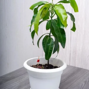 Edward Mango Tree Live Plant - Sweet Tropical Fruit, 10-24in Tall - Image 1