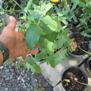 Eucalyptus Crenulata Live Plant – Buxton Gum Tree – Small Ornamental Tree - Image 2
