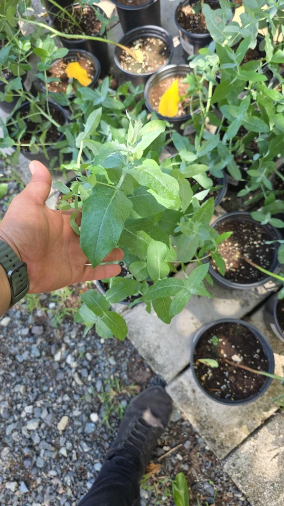 Eucalyptus Crenulata Live Plant – Buxton Gum Tree – Small Ornamental Tree - Image 2