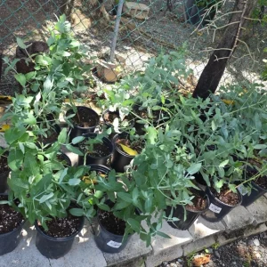Eucalyptus Crenulata Live Plant – Buxton Gum Tree – Small Ornamental Tree - Image 3