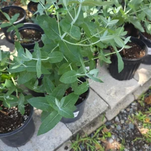 Eucalyptus Crenulata Live Plant – Buxton Gum Tree – Small Ornamental Tree - Image 1