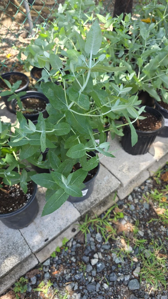 Eucalyptus Crenulata Live Plant – Buxton Gum Tree – Small Ornamental Tree - Image 1