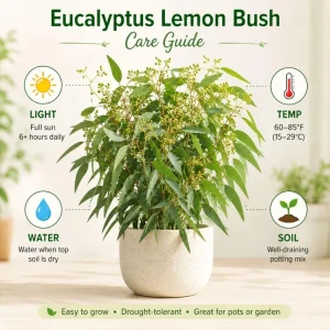 Eucalyptus Lemon Bush Live Plant – Fragrant Garden Plant – Easy Beginner - Image 3