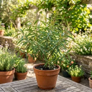 Eucalyptus Lemon Bush Live Plant – Fragrant Garden Plant – Easy Beginner - Image 6
