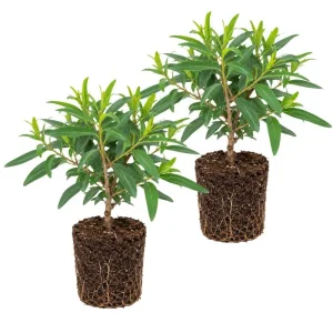 Eucalyptus Lemon Bush Live Plant – Fragrant Garden Plant – Easy Beginner - Image 7