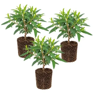Eucalyptus Lemon Bush Live Plant – Fragrant Garden Plant – Easy Beginner - Image 8