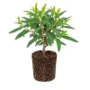 Eucalyptus Lemon Bush Live Plant – Fragrant Garden Plant – Easy Beginner - Image 1