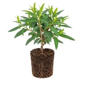 Eucalyptus Lemon Bush Live Plant – Fragrant Garden Plant – Easy Beginner - Image 1