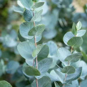 Eucalyptus Silver Drop Live Plant - 3 Inch Pot, Silver Foliage, Indoor/Outdoor Starter - Image 3