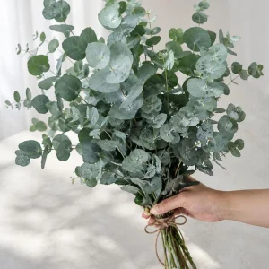 Eucalyptus Silver Drop Live Plant - 3 Inch Pot, Silver Foliage, Indoor/Outdoor Starter - Image 4
