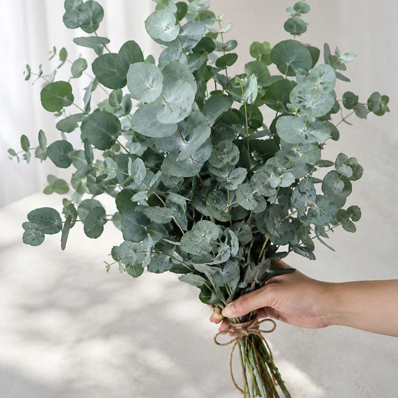 Eucalyptus Silver Drop Live Plant - 3 Inch Pot, Silver Foliage, Indoor/Outdoor Starter - Image 4