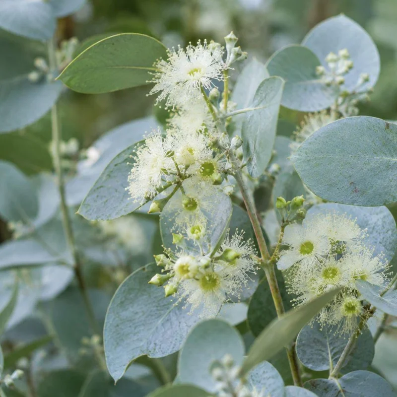 Eucalyptus Silver Drop Live Plant - 3 Inch Pot, Silver Foliage, Indoor/Outdoor Starter - Image 5