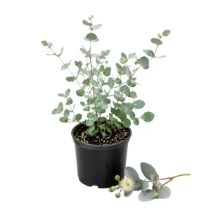 Eucalyptus Silver Drop Live Plant - 3 Inch Pot, Silver Foliage, Indoor/Outdoor Starter - Image 1