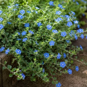 Evolvulus Blue Daze Live Plant Rooted Plug 2-3 Inches Tall Blue Flower Ground Cover - Image 2