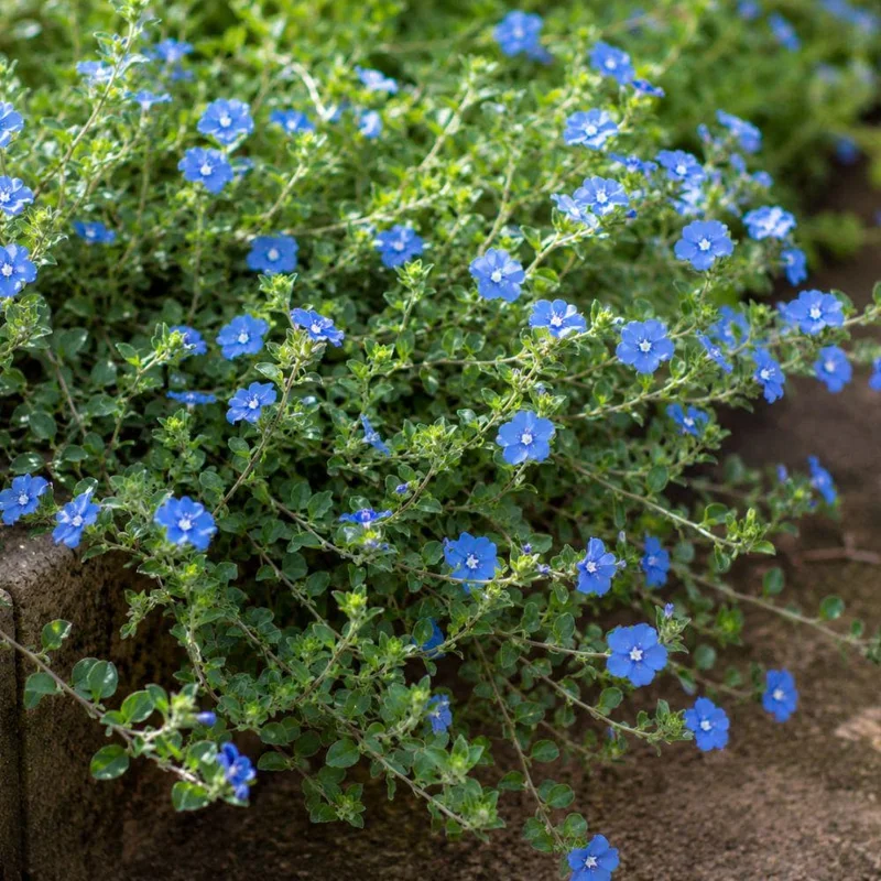 Evolvulus Blue Daze Live Plant Rooted Plug 2-3 Inches Tall Blue Flower Ground Cover - Image 2